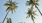 a group of palm trees