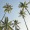 palm trees